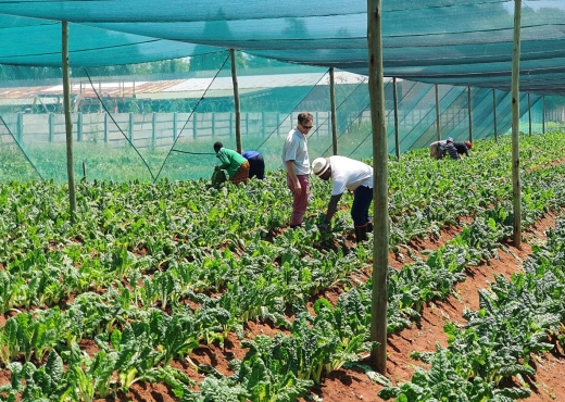 Karpolax team members testing solvents that help improve fruit shelf life at the team’s lab in Uganda