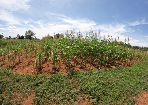 MM-trial-Bungoma-Dec-1-2022-2