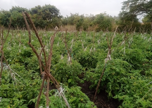 AgriTech finalist Safi Organics supplying their fertilizers across Kenya to over 35,000 farmers